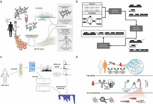 Figure 6. Selected recent approaches aiming toward MS-based de novo sequencing of serum antibodies. (a) In Ig-seq.Citation90 a personalized database generated by BCR sequences is used to identify specific clones, using tryptic peptides covering the CDR3 region. Figure adapted from Lavinder et al.Citation90 (b) GenoMSCitation47 uses genomic data to generate template sequences. The specific construction of the templates can be defined by the user from either whole genome sequencing or BCR sequencing data. Figure adapted from Castellana et al.Citation47 (c) PolyExtendCitation32 helped to analyze a polyclonal mixture of antigen-specific purified antibodies measured by BU MS and intact mass measurements. Using a user-assisted algorithm, these data from different MS modalities were combined to sequence the most abundant clones. Figure adapted from Guthals et al.Citation32 (d) Fab profilingCitation31 measures and quantifies intact masses of Fabs to provide a view of the IgG1 clonal repertoire, enabling to quantify and monitor individual clones. Abundant serum clones are identified by using BU and MD MS data iteratively to generate full IgG de novo sequences. Figure adapted from Bondt et al.Citation31