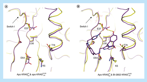 Figure 6. Apo versus ligand bound KRAS.Overlay of protein crystal structures of different KRAS variants in the active apo and ligand bound form. (A) Overlay of apo active KRASwt (yellow, 6GOD) and apo KRASG12D (purple, 6QUU) with E37 in a conformation that does not accommodate binding of BI-2852 (B) (active KRASG12D in purple, 6GJ8).