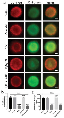 Figure 8. Effects of melatonin and Ex527 treatment on H2O2-induced mitochondrial dysfunction in oocytes in vitro. (a) Live oocytes stained with JC-1, where red fluorescence indicates high ΔΨm, and green indicates low ΔΨm in control oocytes (Con.), in oocytes treated with melatonin (Con.+M), in oocytes exposed to H2O2 (H2O2), in oocytes treated with H2O2 and melatonin (H2O2 + M) and in oocytes treated with H2O2, melatonin and Ex527 (H2O2 + M+ Ex527) (Bar = 20 μm). (b) Red to green fluorescence ratio of JC-1, an indicator of mitochondrial activity (n = 50 oocytes per group). (c) ATP content in oocytes from each group (n = 50 oocytes per group). All data are presented as mean ± SEM. ΔΔΔΔP < 0.0001 ANOVA; ****P < 0.0001 vs. control group; ####P < 0.0001 vs. H2O2 group. Con., treated with vehicle; Con.+M, treated with melatonin; H2O2, treated with H2O2; H2O2 + M, treated with H2O2 and melatonin; H2O2 + M+ Ex527, treated with H2O2, melatonin and Ex527.