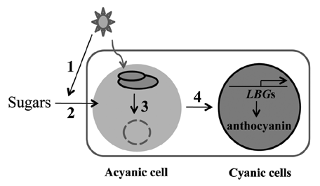 Figure 2 Proposed model for redox mediated signaling between cyanic and acyanic cells. (1) Light signals induce exogenous Suc uptake. (2) Apoplastic Suc in cotyledons and leaves is sensed by photosynthetic electron transport in mesophyll cells and generates a plastid signal. (3) The plastid signal is transformed into a mesophyll signal and then (4) transmitted to epidermal or vasculate cells, activating the MBW (Myb-bHLH-WD40) regulatory complex and downregulating MybL2 expression. This in turn leads to the specific upregulation of several late anthocyanin biosynthesis genes (LBGs), resulting in the accumulation of anthocyanin. The signaling molecule that mediates this intercellular response remains elusive.