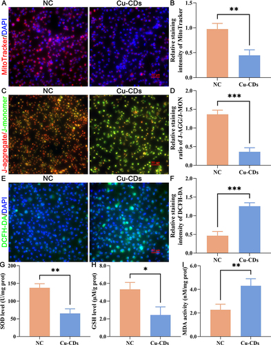 Figure 6 Effect of Cu-CDs treatments on the redox imbalance of MDA-MB-231 cells. (A) Representative MitoTracker staining. (B) Relative MitoTracker staining intensity. (C) Representative JC-1 staining. (D) Relative staining ratio of J-AGG/J-MON. (E) Representative DCFH-DA staining. (F) Relative DCFH-DA staining intensity. (G) SOD activity. (H) GSH activity. (I) MDA activity. *Represents P<0.05, with **Representing P<0.01, and ***Representing P<0.001.