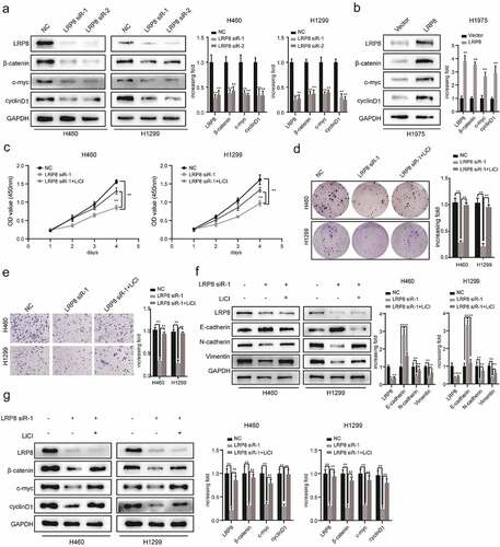 Figure 4. LRP8 motivated NSCLC cells development and metastasis via the Wnt/β-catenin signaling pathway. (a) Expression of Wnt/β-catenin signaling components after silencing LRP8 as detected by Western blotting assays. (b) Expression of Wnt/β-catenin signaling-related factors in overexpression LRP8 group of H1975 cells. CCK-8 assay (c) and colony formation analysis (d) were carried out to evaluate the proliferation abilities of H1299 and H460 cells transfected with LRP8 siRNA or negative vector or LiCl and LRP8 siRNA. (e) Invasion and migration of H1299 and H460 cells after LRP8 downregulation and LiCl addition as detected by Transwell assay. (f) Western blotting analysis for E-cadherin, Vimentin, and N-cadherin to detect the effect of LiCl in LRP8 knockdown. (g) Western blotting assays were performed to elaborate the role of LiCl in Wnt/β-catenin signaling-related factors induced by LRP8 silencing. **p < 0.01. Each experiment was repeated in three independent trials, and mean ± SD was used to describe the results.