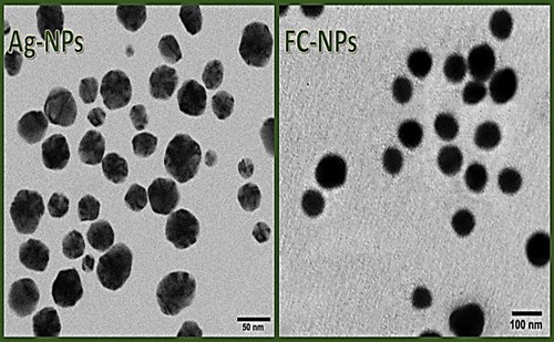 Figure 2. Transmission micrographs of nanoparticles synthesized from silver (Ag-NPs) and fungal chitosan (FC-NPs).