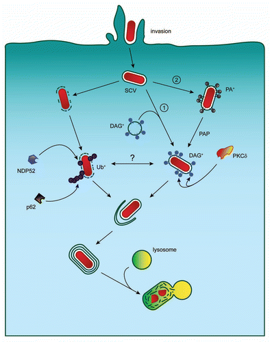 Figure 1 Autophagic targeting of Salmonella Typhimurium. Invading S. Typhimurium can be targeted to the autophagy pathway by two independent signaling mechanisms. The first requires ubiquitin and the autophagy adaptors p62 and NDP52. The second requires DAG generation and PKCδ function. DAG generation on the SCV may occur through interaction of the SCV with DAG-positive endocytic vesicles (pathway 1) or through direct DAG production on the SCV (pathway 2). SCV, Salmonella-containing vacuole; PA, phosphatidic acid; DAG, diacylglycerol; PAP, phosphatidic acid phosphatase; PKCδ, protein kinase C delta; Ub, ubiquitin.