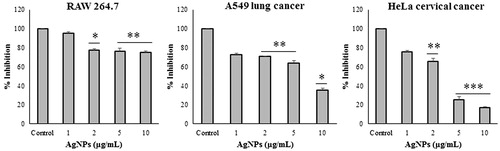 Figure 7. Effect of different concentration of AgNPs on cell viability of RAW 264.7 macrophages cell line, A549 lung cancer cell line and HeLa cervical cancer cell line, respectively.