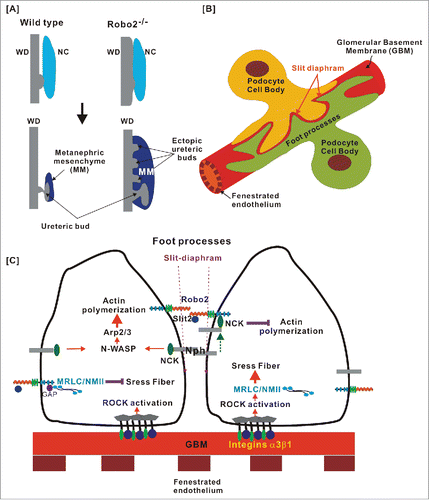 Figure 3. Roles of the Robo-Slit signaling and the development and functions of the glomerular filtration barrier. (A) Downregulation of Robo2 permits the interactions between the Wolffian duct (WD) and the nephrogenic cord (NC), resulting in the increased cell proliferation and formation of the ectopic ureteric bud (UB). This figure is adopted from CitationRef. 65. (B) Podocytes cover the outer surface of glomerular capillaries to form the glomerular filtration barrier that contains 3 structural elements: (1) a layer of fenestrated endothelial cells; (2) the glomerular basement membrane (GBM); (3) specialized epithelial cells with extended foot processes covering the outer face of the GBM. (C) The interplay between the Robo-Slit signaling and integrins mediates the establishing of podocyte-GBM adhesions. The laminin-binding integrins α3/β1 are linked to actin-based stress fibers through adaptor proteins. RhoA induces stress fiber formation through Rho-associated protein kinase (ROCK)-dependent phosphorylation of non-muscle myosin IIA (NMIIA). Slit2/Robo2 signaling inhibits NMIIA activity by sequestering myosin II regulatory light chain (MRLC) through srGAP1 (GAP) to the intracellular domain of Robo2. The “slit diaphragm” is the junction between adjacent podocyte foot processes. Nephrin is the major adhesive molecule within slit diaphragm that triggers actin polymerization through adaptor protein Nck. Slit2/Robo2 signaling inhibits nephrin-induced actin polymerization by forming the Robo2/Nck/nephrin complex.