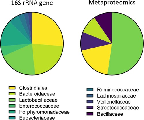 Figure 2. Phylogenetic differences in faecal microbiome composition obtained by 16S rRNA gene sequencing or metaproteomics. Only families (or order level for Clostridialesa) with more than one count in either the 16S rRNA gene data or metaproteomics data were plotted. Large differences are observed between the microbiome composition obtained by 16S rRNA gene sequencing or inferred by metaproteomics. The Clostridiales, Bacteroidaceae and Lactobacillaceae were detected by both 16S rRNA gene sequencing and metaproteomics, whereas the families Streptococcaceae and Bacillaceae were only present in the metaproteome data. For the other families, the 16S rRNA gene was detected, without the identification of proteins produced by these families, indicating that these bacterial families might be less metabolically active in the broiler faeces. Differences between the 16S rRNA gene sequencing and metaproteomics approach might be due to a combination of true biological variation (differences in metabolic activity between the bacterial families), as well as methodological differences (e.g. extraction methods, differences in databases, etc.). Data were obtained from Tang et al. (Citation2014). aDue to the resolution of the 16S rRNA gene sequencing, no family information is available for the order Clostridiales.