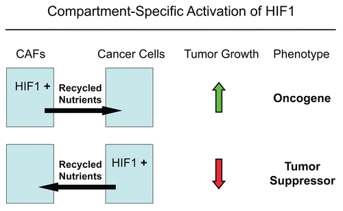 Figure 16 The functional activity of tumor suppressors and oncogenes may be cell-type and compartment specific: HIF1a as a key example. Here, we have shown that activated HIF1a behaves as a tumor promoter in cancer-associated fibroblasts (CAFs) and as a tumor suppressor in epithelial cancer cells. Thus, tumor suppressor or oncogenic activity may not be an intrinsic property of a given molecule per se, but where it is expressed may determine the functional consequences and clinical outcome. As such, the functional activity of “classic” tumor suppressors and oncogenes is compartment and cell-type specific. Horizontal arrows indicate the presumed direction of energy transfer (via Recycled Nutrients) based on autophagy induced by the expression of activated HIF1a. HIF1+, denotes HIF1-alpha activation/stabilization.
