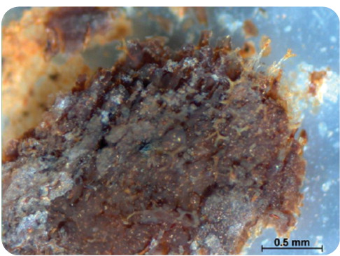 Figure 1. Vessels and other fine structures revealed after partial demineralization of dinosaur bone.Because cortical bone is so dense, it is better protected from environmental influences than trabecular bone, and is most likely to be preserved in fossilized specimens. Cortical bone has produced dinosaur cells and vessels, so it stands to reason that microenvironmental conditions may be appropriate for recovery.