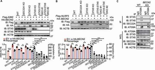 Figure 6. SEC22A, STX5, and STX6 are required for BECN2-mediated degradation of inflammasome components. (A and B) WT, SEC22A KO, STX5 KO, STX6 KO, and STX5:STX6 DKO HEK293T cells were co-transfected with HA-tagged BECN2 and Flag-tagged AIM2 (A) or NLRP3 (B). Protein levels of AIM2 and NLRP3 were immunoblotted using indicated antibodies. Quantification analysis is presented as mean ± s.e.m. and is calculated based on the band density of three independent experiments. (C) WT and BECN2 KO THP-1 cells were lysed and immunoprecipitated using ATG9A antibodies, followed by immunoblotting with indicated antibodies. Statistical differences between EmpVec-transfected and HA-BECN2-transfected cells were calculated using Student’s unpaired t-test (A and B). Statistical differences of degradation percentages between WT and KO groups were calculated using 1-way ANOVA with Dunnett’s multiple comparison test (A and B). *P < 0.05, **P < 0.01, ***P < 0.001, ****P < 0.0001. Data are mean ± s.e.m. of three independent experiments.