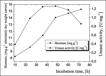 Figure 4. Kinetics of cell growth and urease activity in biofilm formed on an (AN + AA) + CAB copolymer.