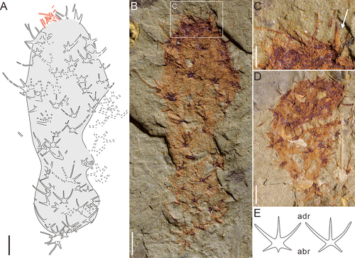 Figure 5. Chancelloria zhaoi sp. nov. from Kaili Biota. A, the fossil sketch drawing of B, dotted lines represent the uncertainty of sclerites. B, the holotype scleritome (MBP-42-1). C, apical tuft and orifice of B, the white arrow point to a stoutly composite sclerites. D, the paratype scleritome (MBP-46-3). E, 6 + 1C and 5 + 1C sclerites of C. zhaoi sp. nov., the length of ‘adr’ (adapical lateral ray) is longer than ‘abr’ (abapical lateral ray). Scale bars: A-B, D = 1 mm; C = 0.5 mm.