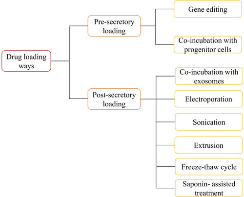 Figure 2 Common drug loading ways of exosomes.