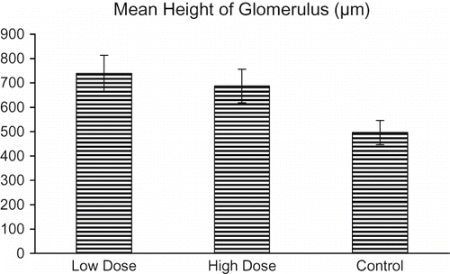 Figure 5. The mean height of glomerulus ± SEM in all groups is summarized.