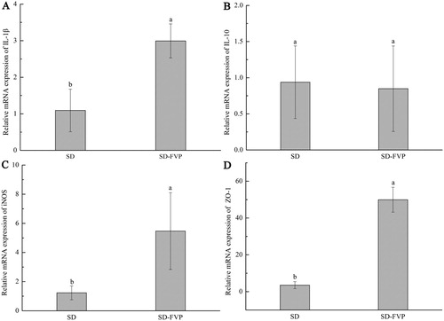 Figure 4. The Effects of FVP on the relative expression of mRNA in the colon. (a) IL-1β; (b) IL-10; (c) iNOS; (d) ZO-1. Values are means ± SDs. n = 12. Different lowercase letters (a > b) mean a significant difference in a different treatment group (P < .05).