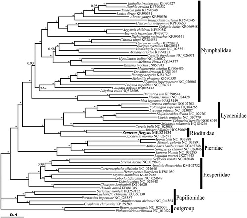 Figure 1. The Bayesian inference (BI) phylogenetic tree of Zemeros flegyas and other butterflies. Phylogenetic reconstruction was done from a concatenated matrix of 13 protein-coding mitochondrial genes and 2 ribosomal RNA genes regions in the mitochondrial genome. The numbers beside the nodes correspond to the posterior probability values (* = 1.00). Alphanumeric terms indicate the GenBank accession numbers.