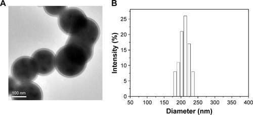 Figure 7 TEM images (A) and size distribution (B) of DOX@MSN-NH2(HA/CS/HA) (mean ± SD, n=5).Abbreviations: CS, chitosan; DOX, doxorubicin; HA, hyaluronic acid; MSN, mesoporous silica nanoparticle; TEM, transmission electron microscopy.