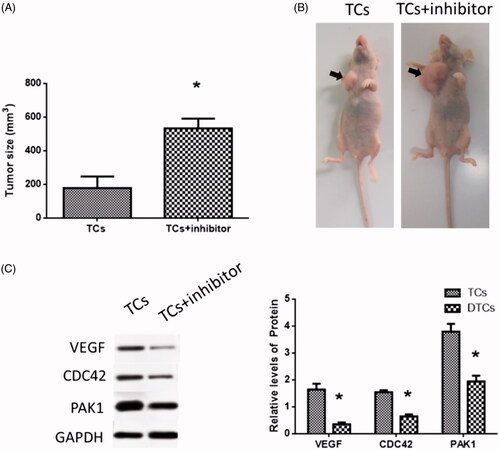 Figure 6. Effects of miR-146a inhibitor in tumor growth in a mouse model. (A) Tumor size. (B) Tumor formation in nude mice. (C) VEGF, CDC42 and PAK1 expressions in a mouse model. (*) denotes difference from the control group (p<.05). Values are means ± standard error of the mean. Three to five samples were available for the analysis in each treatment.