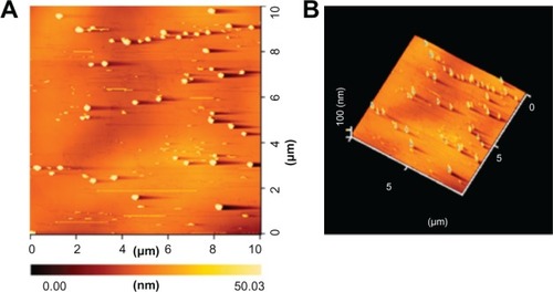 Figure 5 Characterization of nano-AMT · HCl.Notes: (A) Global AFM-registration of nano-AMT · HCl, and (B) three-dimensional image of nano-AMT · HCl by dispersing the nanoparticles in a nonsolvent diethyl ether.Abbreviations: AMT · HCl, amitriptyline hydrochloride; AFM, atomic force microscope.