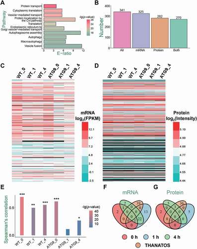 Figure 3. The analysis of the yeast Atg9 interactome during autophagy. (A) The GO-based enrichment analysis of 341 Atg9-interacting proteins, by using GO biological process terms. (B) The number of Atg9-interacting proteins detected by the transcriptomic and/or proteomic analyses. (C) The mRNA expression levels of 341 Atg9-interacting proteins. For proteins not detected by the transcriptomic profiling in any samples, their mRNA levels were set as 0 and visualized in black. (D) The protein expression levels of the Atg9 interactome. For proteins not detected, their expression levels were set as 0 and visualized in black. (E) The Spearman’s correlation between steady-state mRNA and protein abundance for the Atg9-interacting proteins. *p-value < 10−5; **p-value < 10−10; ***p-value < 10−20. (F) The overlap of DEMs in the Atg9 interactome and the 39 known Atg proteins and autophagy regulators taken from the THANATOS database [Citation8]. (G) The overlap of DEPs in the Atg9 interactome and the 39 proteins in THANATOS [Citation8]