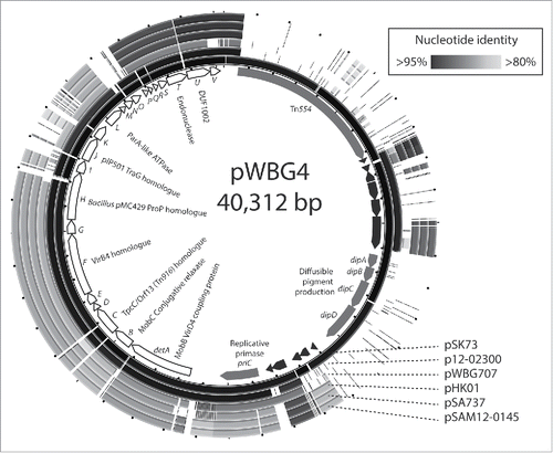 Figure 2. pWBG4, a third family of staphylococcal conjugative plasmids. The internal circle represents the gene map of pWBG4, showing the positions and predicted products of the putative pWBG4 conjugation cluster detA-detV (white arrows with black outlines) and other open-reading frames. The outer circles represent ungapped circular BLASTN alignments of pWBG4-family plasmids, created using BRIG software.Citation63