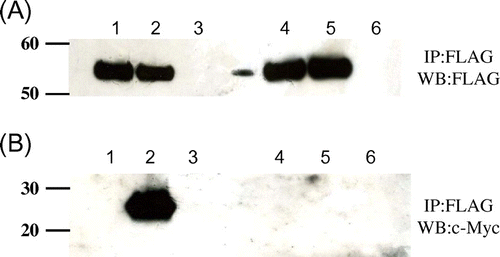 Fig. 7. Co-immunopreciptation of c-Myc-tagged mutant lysozymes and FLAG-tagged soluble Cne1p before and after treatment with tunicamycin.Notes: After immunoprecipitation with anti-FLAG antibody, western blotting was performed using anti-FLAG (A) or anti-c-Myc (B) antibody. Lanes 1 and 4, soluble Cne1p + G49N lysozyme; lanes 2 and 5, soluble Cne1p + G49N/D66H lysozyme; lanes 3 and 6, G49N/D66H lysozyme. Lanes 1–3, in the absence of tunicamycin; lanes 4–6, in the presence of tunicamycin.