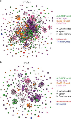 Figure 7. Clonal cluster analysis for the FACS-enriched scFv clones. Each node represents an scFv clone (full-length IgK+IgH). The color of the nodes indicates the immunization method from which the scFv clones were derived. The size of the nodes reflects the frequency of the scFv clones in the FACS-sorted population (small = 0.1–3%; medium = 3–12%; large = >12%). The shape of the nodes indicates the mouse tissue origin from which the clones were derived. We computed the total number of amino acid differences between each pairwise alignment of scFv sequences. Edges indicate pairwise alignments with ≤9 amino acid differences. (a) Clonal clusters for CTLA-4 binders. The scFv sequences for two mAbs against CTLA-4, ipilimumab and tremelimumab, were included for comparison. (b) Clonal clusters for PD-1. The scFv sequences for two mAbs against PD-1, pembrolizumab and nivolumab, were included for comparison. The size and shape parameters do not apply to the mAbs.