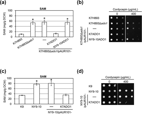 Figure 3. The SAM content and cordycepin resistance using transformants integrated various ADO1 genes into the K7H893Δado1 and NY9-10 strains. (a and c) Culture was initiated by inoculation of YPD medium to obtain a starting optical density at 660 nm of approximately 0.1. The transformants were cultivated for 24 h at 30°C in O medium, and determined the SAM content. Values are presented as mean ± standard deviation for three independent experiments; *P < 0.01 (t test, two-tailed, parametric unequal variance). (b and d) Ten-fold serial dilutions of the indicated strains were spotted on YNB medium supplemented with the indicated concentration of cordycepin and incubated at 30ºC for 2 days.