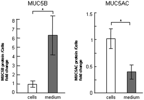 Fig. 1. Evaluation of MUC5B and MUC5AC protein levels in the cells and in the medium.Notes: NCI-H292 cells (2 × 104 cells/well) were cultured in 96-well plates pretreated with PBS. (A) The cells were cultured for 30 h and sampled. Cells (cells) and culture media (medium) were sampled. The samples were analyzed using the mucin protein assay to detect the levels of MUC5B protein. Fold changes were based on MUC5B levels in the cells (mean ± SD, n = 5, one-way ANOVA). (B) The cells were cultured for 30 h and sampled. Cells (cells) and culture media (medium) were sampled. The samples were analyzed using the mucin protein assay to detect the levels of MUC5AC protein. Fold changes were based on MUC5AC levels in the cells (mean ± SD, n = 5, one-way ANOVA). Fold changes were normalized to cell numbers. Asterisks indicate statistical probability, *p < 0.05 (ANOVA). The representative results of three independent experiments are shown.