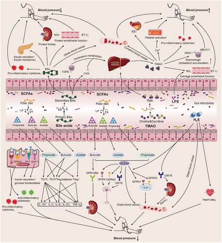 Figure 3. Relevant mechanisms of gut microbiota to regulate blood pressure. The gut microbiota can regulate blood pressure through multiple pathways. When the gut barrier function is normal, the permeability of the intestine is low, which can effectively inhibit the leakage of intestinal pathogens and enterotoxins into the body and reduce the inflammatory damage to intestinal blood vessels, thereby maintaining normal blood pressure. When the gut barrier function is impaired, intestinal permeability increases and harmful gut microbial metabolites pass through the gut barrier and enter the blood circulation to increase blood pressure. When the gut microbiota is imbalanced, a variety of pro-inflammatory factors will be over-produced, which will lead to an increase in intestinal permeability and damage the gut barrier function. At the same time, the level of enteric pathogenic bacteria and enterotoxin LPS increases, both of which will enter the blood circulation, trigger a chronic inflammatory response and damage to vascular endothelial function, thus promoting hypertension via reducing vasodilator factors and enhancing vasoconstrictor factors. Some metabolites of gut microbiota (SCFAs, BAs, H2S) can decrease blood pressure by dilating peripheral blood vessels, maintaining vascular endothelial function, improving insulin sensitivity, lowering blood lipids, reducing inflammatory response, decreasing heart rate, inhibiting the sympathetic nervous system, and protecting kidney function, while other metabolites (TMAO, LPS) can increase blood pressure by constricting blood vessels, increasing inflammatory response, damaging vascular endothelial function, and exacerbating AS.