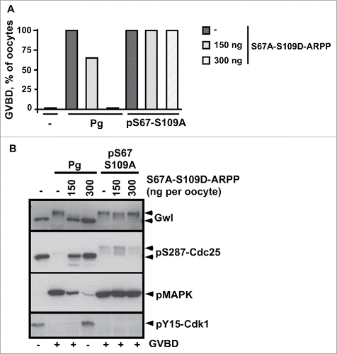 Figure 6. ARPP19 phosphorylation at S109 does not impair meiosis resumption triggered by S67-phosphorylated ARPP and the subsequent inhibition of PP2A-B55δ. A. Prophase-arrested oocytes were injected or not with 150 ng or 300 ng of S67A-S109D-ARPP and then stimulated either with progesterone (Pg) or by injecting S67-thiophosphorylated S109A-ARPP (pS67-S109A-ARPP, 150 ng per oocyte). Meiosis resumption was followed by scoring the % of GVBD 18 hours after hormonal stimulation or pS67-S109A-ARPP injection. B. Cdk1 activation was analyzed in oocytes from panel (A) by western blotting Gwl, S287-phosphorylated Cdc25 (pS287-Cdc25), phosphorylated MAPK (pMAPK) and Y15-phosphorylated Cdk1 (pY15-Cdk1).