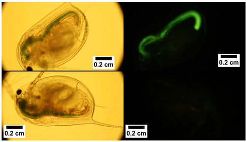 Figure 12 Bright field (left) and fluorescence (right) imaging of Daphnia magna fed with control NCFs (bottom) and exposed to lucifer yellow-conjugated NCF (top). Reprinted with permission from Navarro JRG, Wennmalm S, Godfrey J, Breitholtz M, Edlund U. Luminescent nanocellulose platform: from controlled graft block copolymerization to biomarker sensing. Biomacromolecules. 2016;17(3):1101–1109. Copyright (2016) American Chemical Society.Citation75