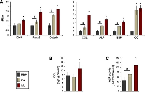 Figure 9 (A) Quantitative real-time PCR analysis of the mRNA levels of the transcription factor genes for osteogenic differentiation (Dlx5, Runx2 and osterix) and osteoblast phenotype genes (type I collagen [COL], ALP, bone sialoprotein [BSP] and osteocalcin [OC]) at 7 days of culture. *P<0.05 compared with the other surface; #P<0.05 between two surfaces. (B) ELISA result for the detection of type I COL protein levels secreted into the cell culture media by MSCs grown on the investigated surfaces after 7 days of incubation. *P<0.05 compared with the other surface. (C) ALP activity of MSCs at 7 days of culture. *P<0.05 compared with the other surface; #P<0.05 between the two surfaces. The values are the mean ± SD of three independent experiments.