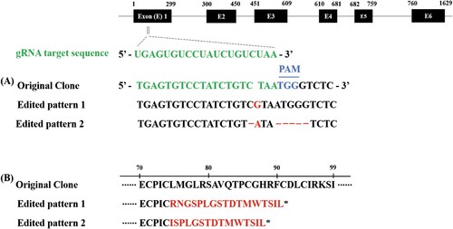 Figure 2. Sequence alignment of nucleotides and amino acids of TRAF6 gene. The knockout of the TRAF6 cell clone showed heterozygous insertion/deletion (indel) mutations. The upper black boxes represent exon regions of the TRAF6 gene and the upper numbers of the boxes mean the nucleotides of TRAF6 ORF from 1 to 1629 (A). The asterisk represents the generation of a premature stop codon by out-of-frame indels (B).