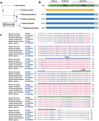 Figure 1. (a) Phylogenetic tree of Podarcis sicula ER-BETA partial protein sequence and the four best sequence matches together with the human sequence, showing phylogenetic relationships based on multiple sequence alignment and conserved protein domains. (b) SmartBLAST identities (%) with Podarcis sicula partial sequence are indicated. The values 99% and 83% are the sequence identities of human DBD and LBD domains, respectively, vs Podarcis sicula. (c) Multiple sequence alignment of the sequences aligned in (a). The red color indicates identical residues (Cobalt). Conserved domains are indicated: DBD in blue and LBD in green.