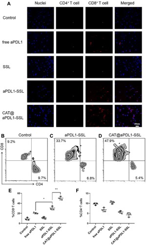 Figure 7 Immunofluorescence of tumor slices and flow cytometry analysis showing CD4+ and CD8+ T cell infiltration.Notes: (A) Immunofluorescence of tumor slices.The blue signals represent nuclei stained with DAPI. The green signals represent CD4+ T cells stained with AF488-CD4+ antibodies and the red signals represent CD8+ T cells stained with AF647-CD8+ antibodies. (Scale bar: 50 μm). (B, C and D) Flow cytometry analysis and (E and F) their corresponding percentage of CD8+ and CD4+ tumor infiltrating T cells (n = 3, results are means ± S.D.,*P < 0.05,**P < 0.01).Abbreviations: aPDL1, programmed death ligand 1 monoclonal antibody; CAT, catalase; SSL, sterically stabilized liposome; aPDL1-SSLs, aPDL1 modified immunoliposomes; CAT@aPDL1-SSLs, CAT-loaded immunoliposomes.
