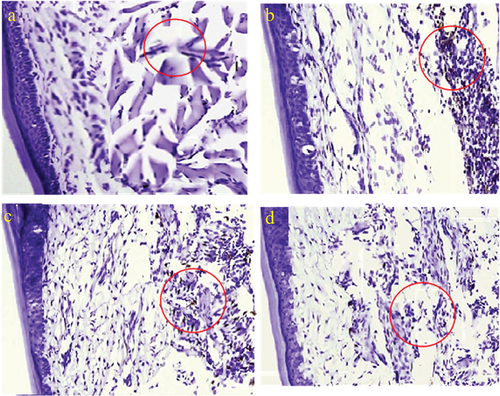 Figure 7. Immunostaining images showing the macrophage marker.