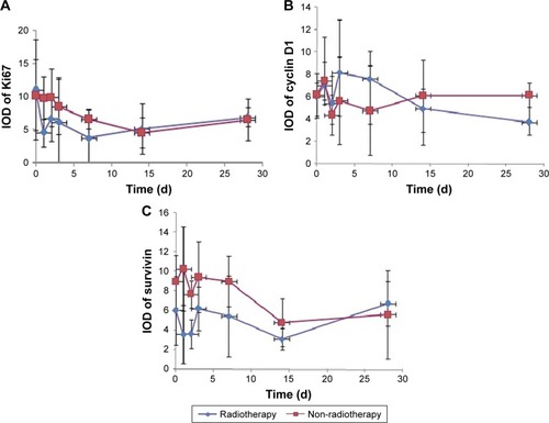 Figure 5 The change of pathological indices between radiotherapy and control groups at different time points. (A) Ki67, (B) cyclin D1, and (C) survivin.