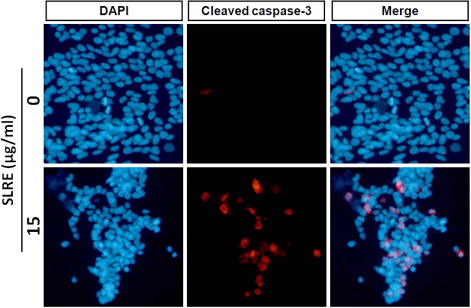 Figure 5. Immunofluorescence analysis of cleaved caspase-3 in SLRE-induced apoptotic SH-SY5Y cells. Red fluorescence (Alexa Fluor 568 goat anti-rabbit) indicates cleaved caspase-3 expression, whereas the nucleus is stained blue (DAPI), as described in detail in “Materials and methods” section.