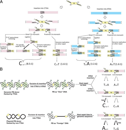 Fig 10 Models for PB integration-mediated mismatch repair. (A) Potential repair mechanisms to resolve mismatches generated by TTAA-flanking PB integration into non-TTAA sites; (B) PB cargo conformation may influence the mismatch repair outcome.