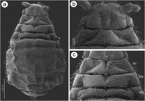 Figure 1. Scanning electron microscopy (SEM) of apterous viviparous female of S. yushanensis general morphology: (a) habitus, (b) head and pronotum, (c) thorax, Pr-pronotum, Ms-mesonotum, Mt-metanotum.