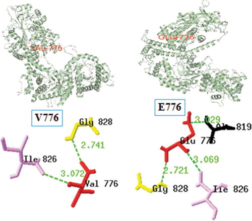 Figure 4. rs74710714 (V776E) SNP structure analysis by SPDBV: H-bonding interactions in native (left) show interactions with Gly828 (2.741 Å) and Ile826 (3.072 Å); while mutant (right) show interactions with Ala819 (3.029 Å), Ile826 (3.069 Å), and Gly828 (2.721 Å).