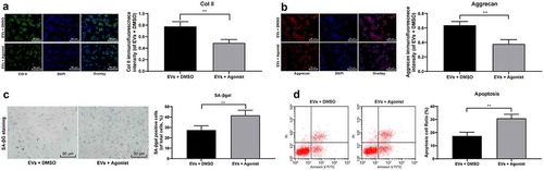 Figure 7. TGF-β agonist counteracts the protective effect of EVs on NPCs. (a,b), Immunofluorescence of col II and Aggrecan (×200); (c), SA-βgal staining was utilized for NPC senescence measurement (×200); (d), PI/Annexin labeled cells were performed to measure apoptosis index by flow cytometry. Three independent experiments were performed. Data are expressed as mean ± s.d. One-way ANOVA and Tukey’s multiple comparisons test were used to determine statistical significance