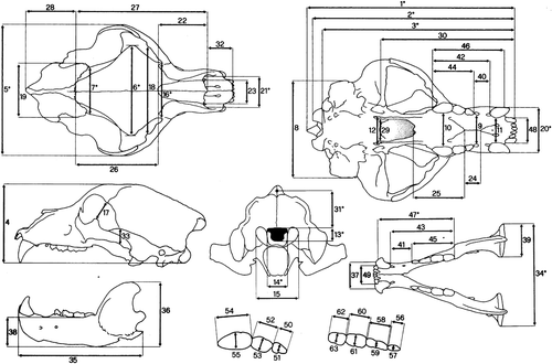 Figure 1. Characters recorded on the skull, the mandible and the teeth of each specimen. See TableI for details.