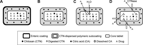 Figure 1 Stepwise illustration of DL-CDDS as a platform for colon targeting.