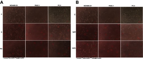 Figure 11 (A) Cellular morphological changes after treatment with Res-AuNPs and Res-GA-AuNPs for 24 hours. (B) Cellular morphological changes after treatment with 3× Res-AuNPs and 3× Res-GA-AuNPs for 24 hours. The red circles show the cell debris, representing cell death.Abbreviations: Res, resveratrol; AuNPs, gold nanoparticles; GA, gum arabic.