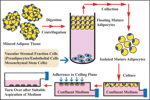Figure 2 Ceiling culture method. Minced adipose tissue is digested by collagenase and then centrifuged. After centrifugation, mature adipocyte layer floats at top of test tube, while vascular stromal fraction cell types that consist of preadipocytes, endothelial cells and MSCs precipitate at bottom. After isolated mature adipocytes are collected from mature adipocyte layer, they are pored into culture bottle filled with medium. The bottle is placed in upside-down fashion in culture incubator. After mature adipocytes adhere to ceiling plane, medium is aspirated and the bottle is placed in upside-down fashion. In this way, ceiling culture of mature adipocytes is set up.