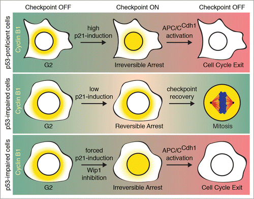 Figure 1. DNA damage in p53-proficient cells induces nuclear translocation of Cyclin B1 and subsequent APC/CCdh1 activation, leading to cell cycle exit (top). p53-impaired cells fail to translocate Cyclin B1, and maintain a reversible checkpoint (middle). Forced p21-expression or Wip1 inhibition following DNA damage may result in nuclear translocation of Cyclin B1 and induction of cell cycle exit in p53-impaired cells (bottom).