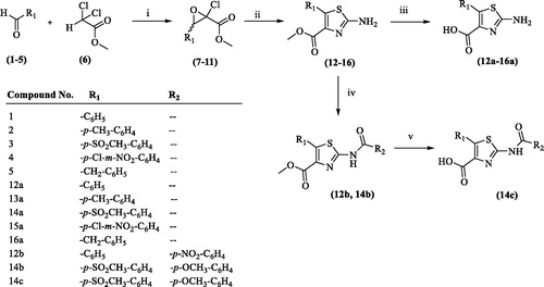 Scheme 1. Synthesis of 2-amino-5-substituted-4-carboxylic acid derivatives (12a–16a) and 2-amido-5-substituted-4-carboxylate/carboxylic acid derivatives (12 b, 14 b and 14c). Reagents and conditions: (i) NaOCH3, ether, 0 °C, stirring, 5 h; (ii) thiourea, methanol, reflux, 3 h; (iii) NaOH, H2O, stirring, 5 h; (iv) R2COCl, tretrahydrofuran (THF), stirring, room temperature, 5 h; (v) NaOH, H2O, stirring, overnight.