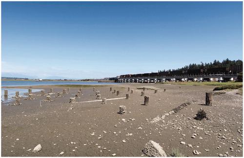 Figure 1. Remnants of piles and scatterings of shells from the historic oyster farm along the coast, with the railway line cutting across the horizon. (Photograph by author.)